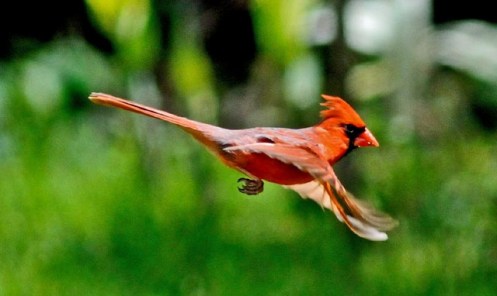 Photo found at wunderground.com Credit given to cshirsch