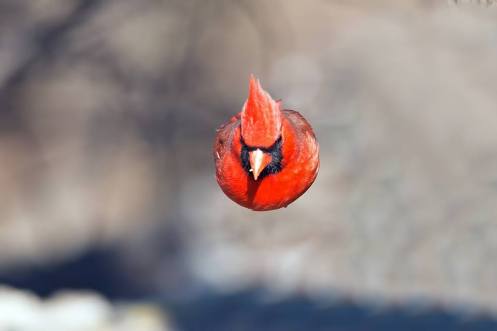 flying cardinal