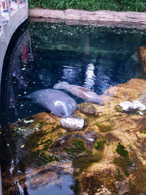 Not the manatees from the dock who were extremely camera shy.  These are the rescued ones from Sea World.