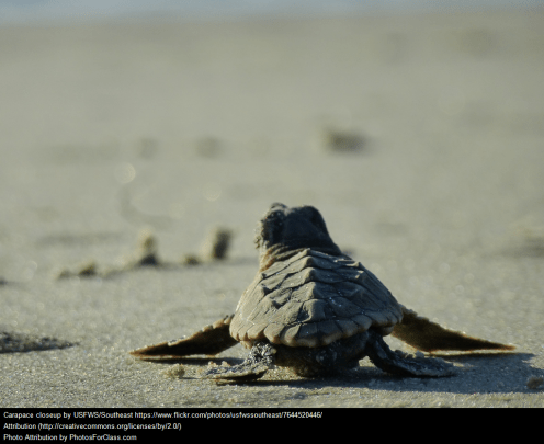 baby sea turtle